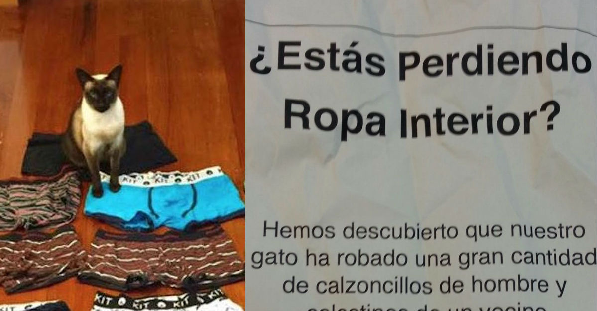 Este gato