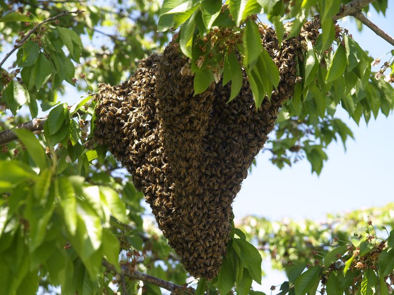 Abejas buscan refugio en las ciudades