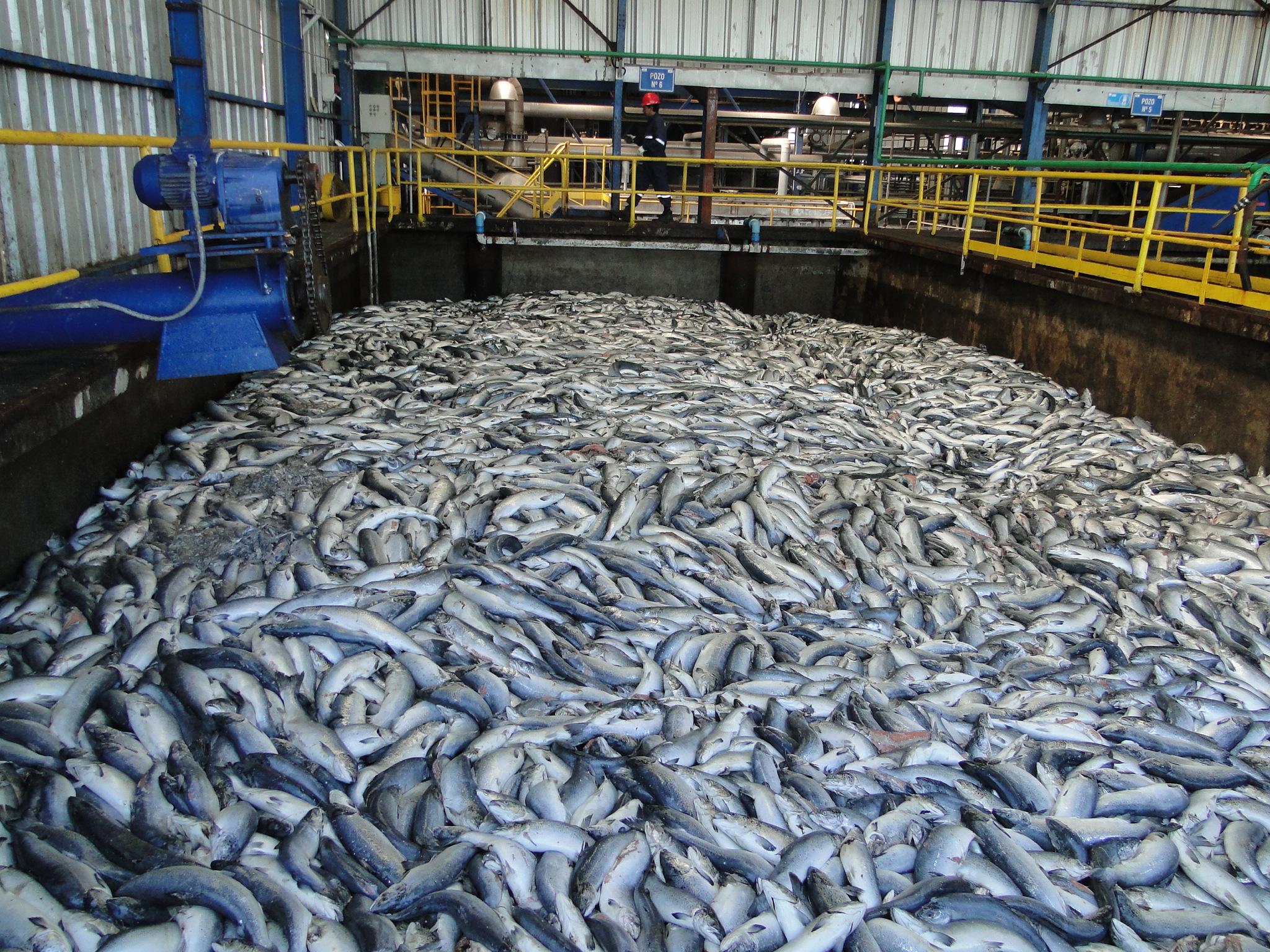 Advierten sobre los riesgos sanitarios por miles de toneladas de salmones muertos depositados en el mar