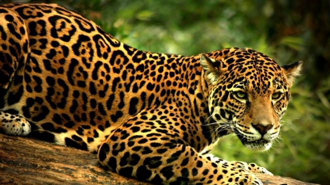 Crea corredor biológico del jaguar en Quintana Roo