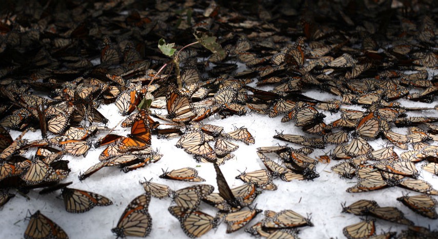 Mariposas monarca mueren por mal clima