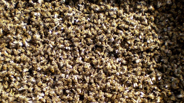 Encuentran restos de pesticidas en cuerpos de abejas envenenadas