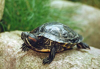 Politécnico investiga en preservación de tortugas