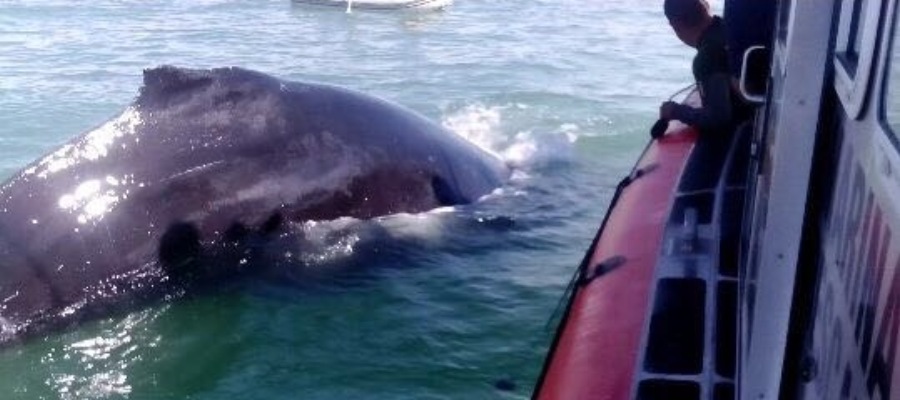 Rescatan a una ballena que estaba atrapada en una red