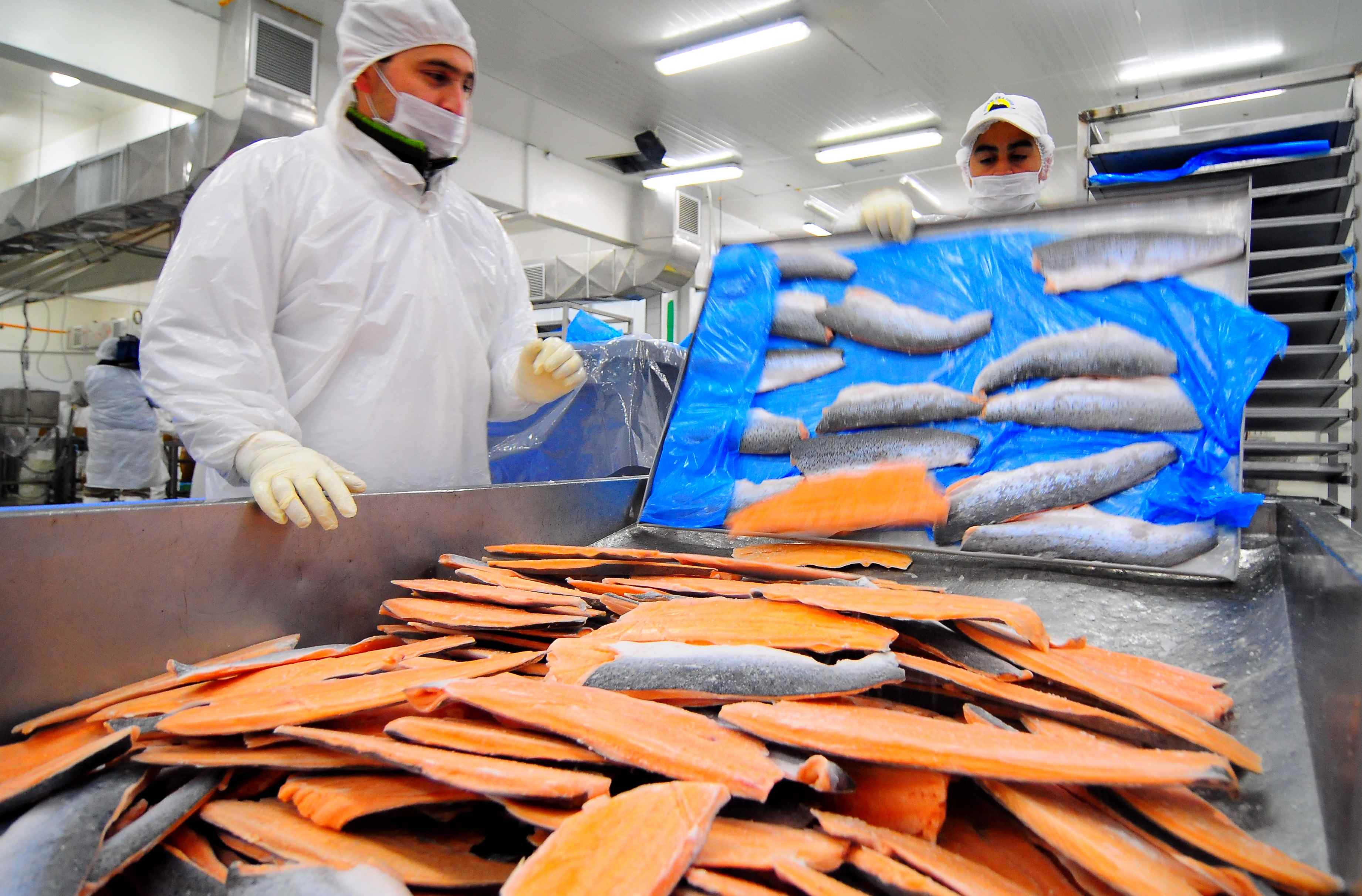 Trabajadores de industria salmonera temen despidos tras muerte masiva de peces