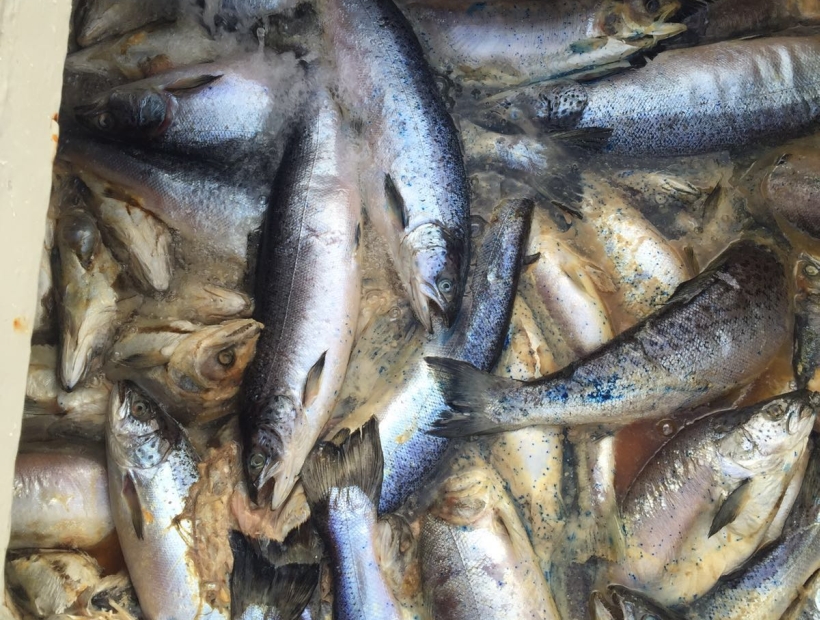Empresas habrían vendido para consumo humano salmones muertos por alga tóxica
