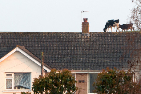 Encuentran dos vacas caminando tranquilamente en un… ¿techo?