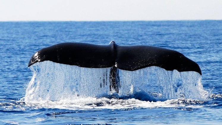 Delfines y ballenas usan sus cantos para repartirse la comida en el Océano Atlántico