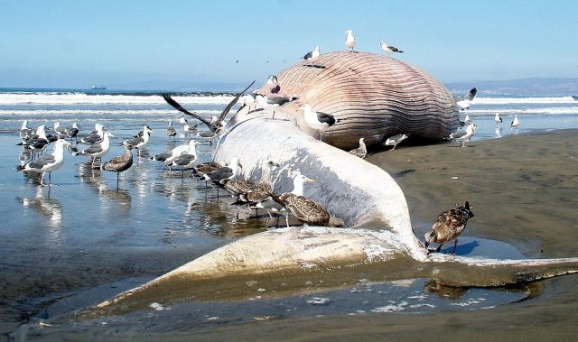 Encuentran Cadáver de ballena en Yucatán