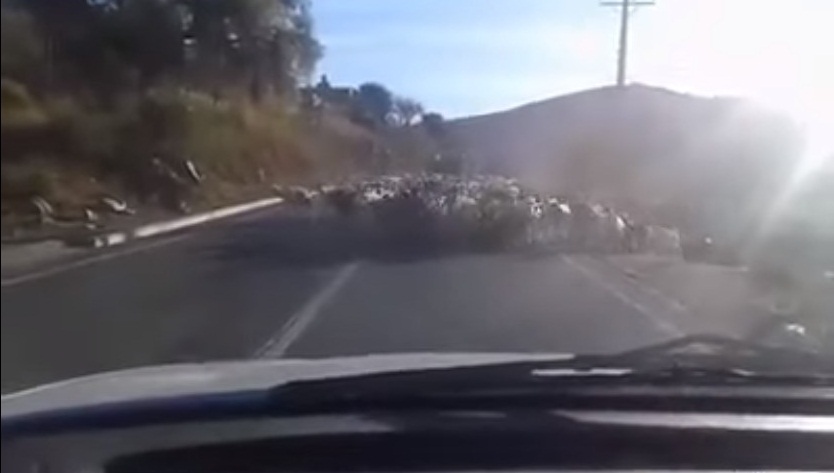 ¡Bestia! Video muestra cómo bus atropelló a un arriero y sus cabras en Chañaral Alto