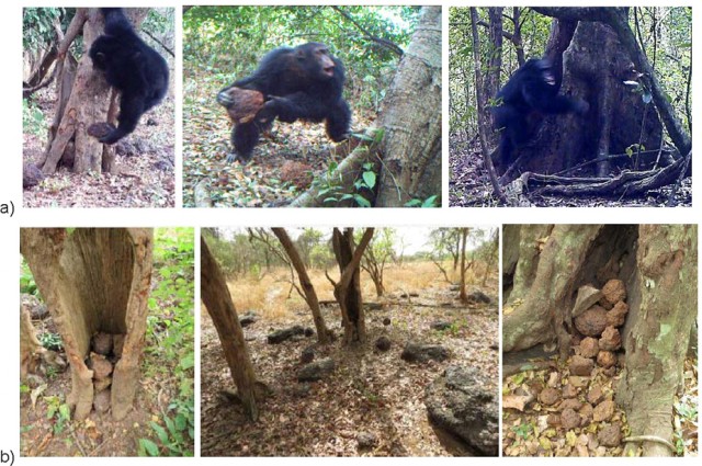 Científicos intrigados con el curioso juego (o ritual) de unos chimpancés en África Occidental