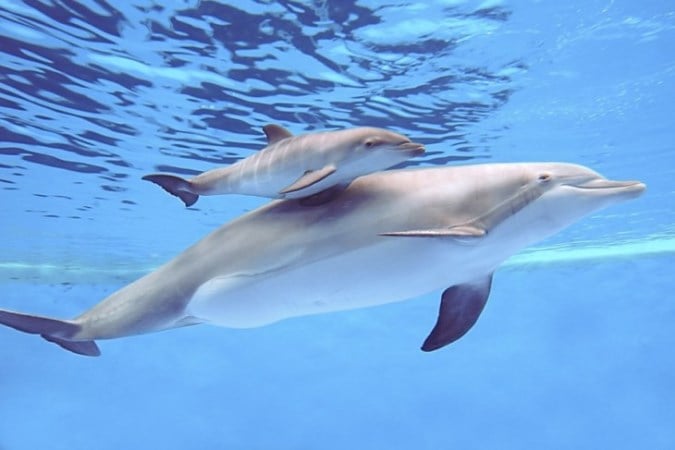 Guarderías de delfines: Las hembras forman grupos de colaboración para proteger a sus crías
