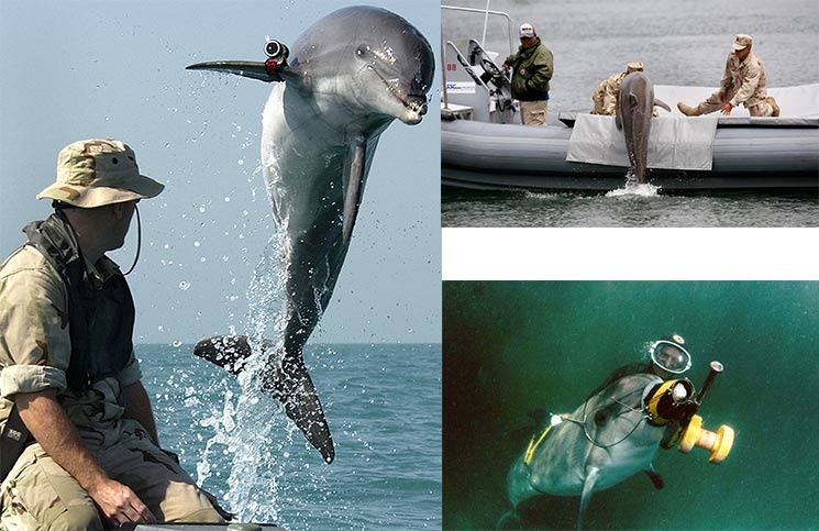 Delfines combatientes serán entrenados en Rusia
