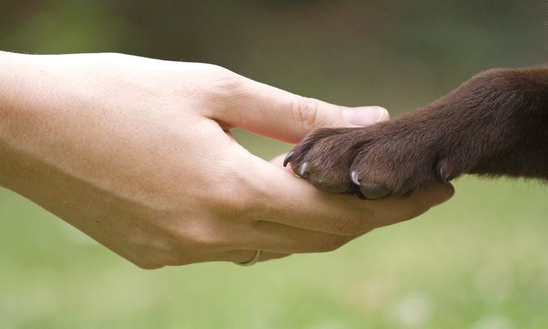 La constitución de la CDMX debería contemplar los derechos de animales