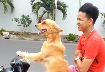 Mira a este gracioso perro manejando una moto… ¡y usando lentes de sol!