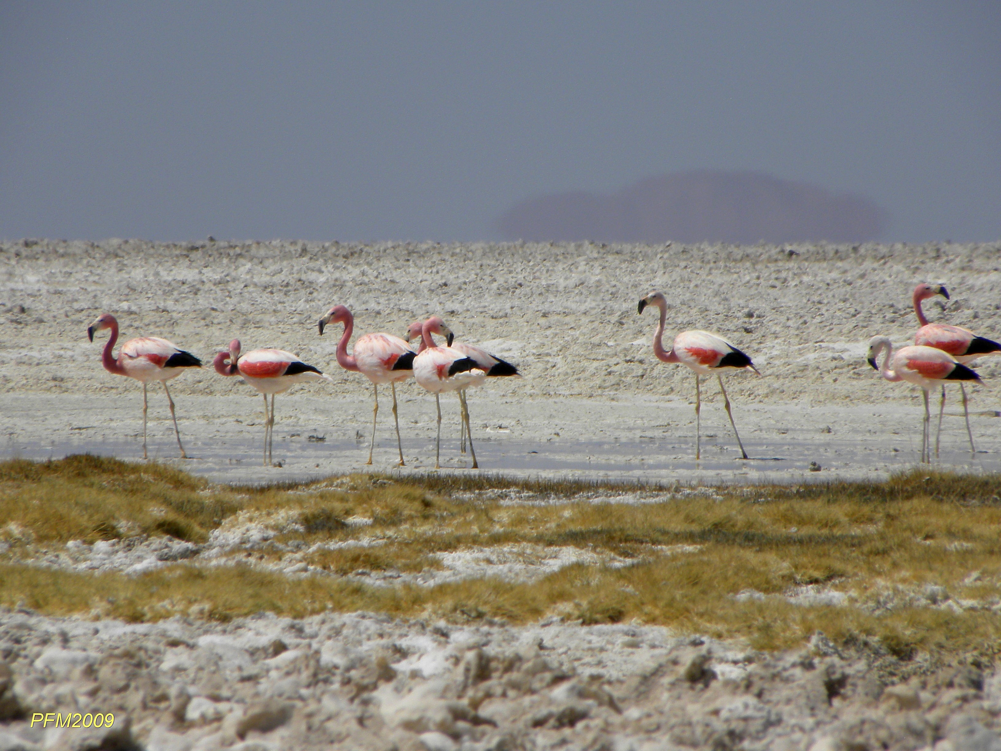 El ‘acuerdo de caballeros’ que Minera Escondida nunca respetó y que amenaza la fauna nativa