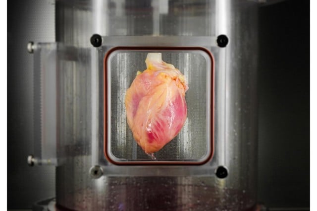 Crean corazones humanos capaces de latir usando células madre