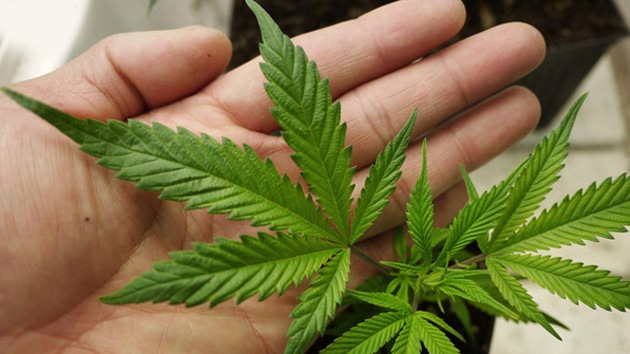 Comisión de Salud aumentó penas para quienes faciliten marihuana a menores de edad sin prescripción médica