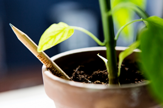 Conoce los lápices que tienen vocación de plantas