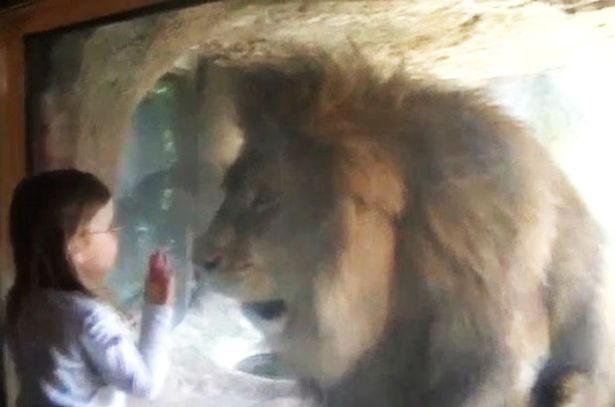 VIDEO: Esta niña quiso besar a un león en un zoológico sin saber cuál sería su reacción