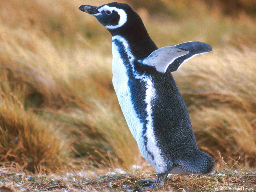 Matan a hachazos a cerca de 2.000 pingüinos en Chiloé