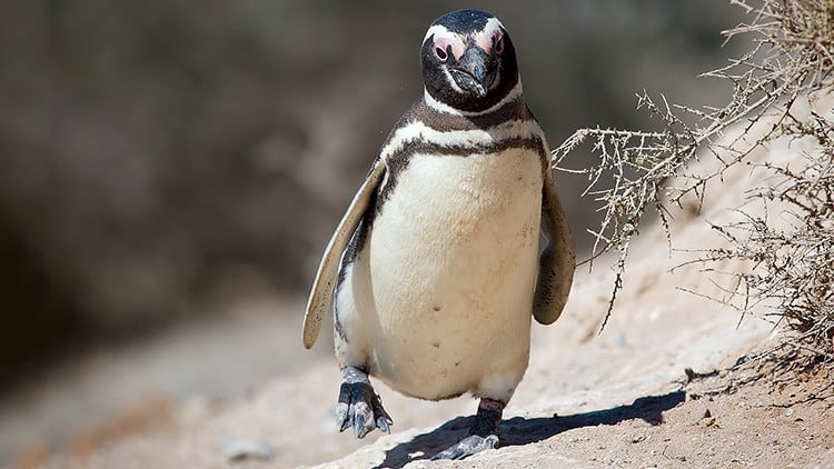 Pingüino nada 8.000 kilómetros todos los años para reencontrarse con un brasileño que le salvó la vida