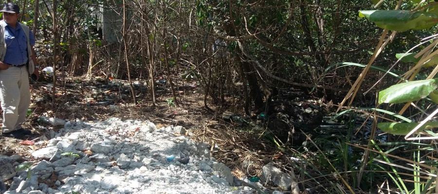 Clausuran sitio por intento de eliminación de Manglar en Yucatán