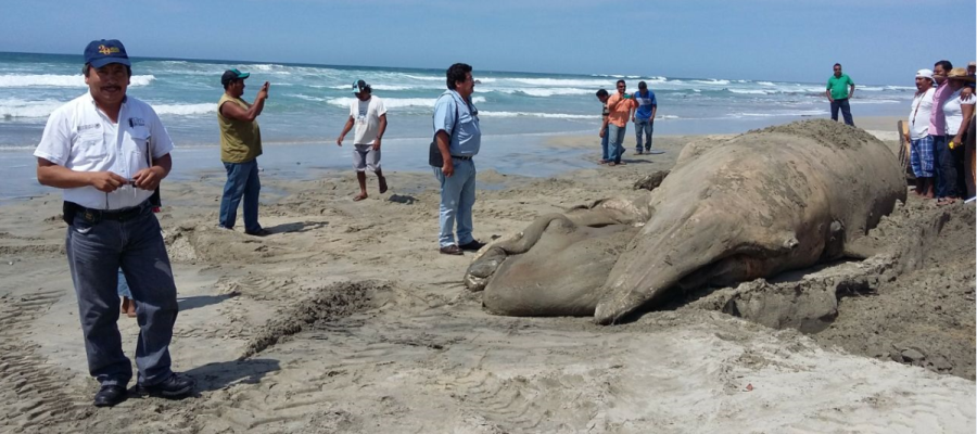 Atienden varamiento de ballena muerta en Oaxaca