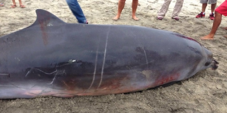 Atienden Varamiento de ballena en costas de Oaxaca
