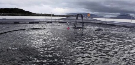 Ecologistas alertan por salvavidas económico del gobierno a industria salmonera