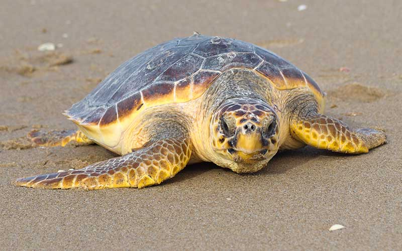 Reincorporan a 10 Tortugas ¨caguama» a su hábitat
