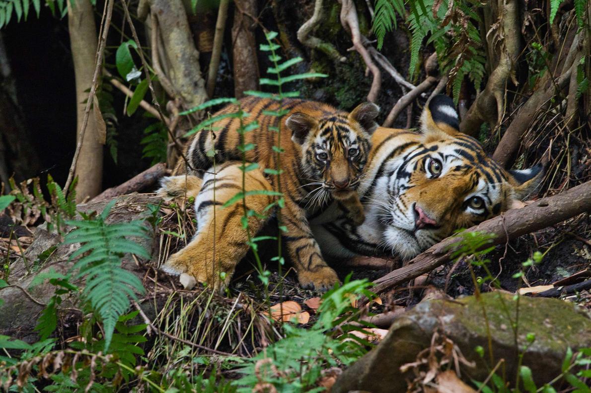 Población mundial de tigres salvajes aumenta luego de un siglo en peligro