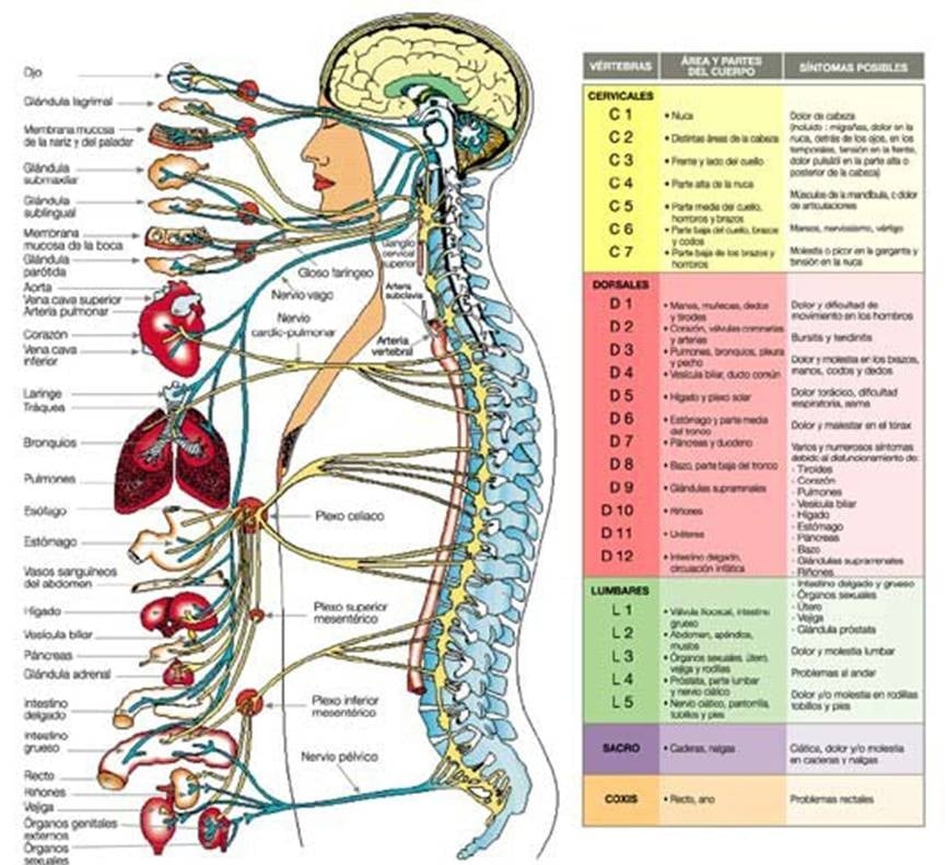Causas del dolor: Cómo la columna está conectada con los órganos