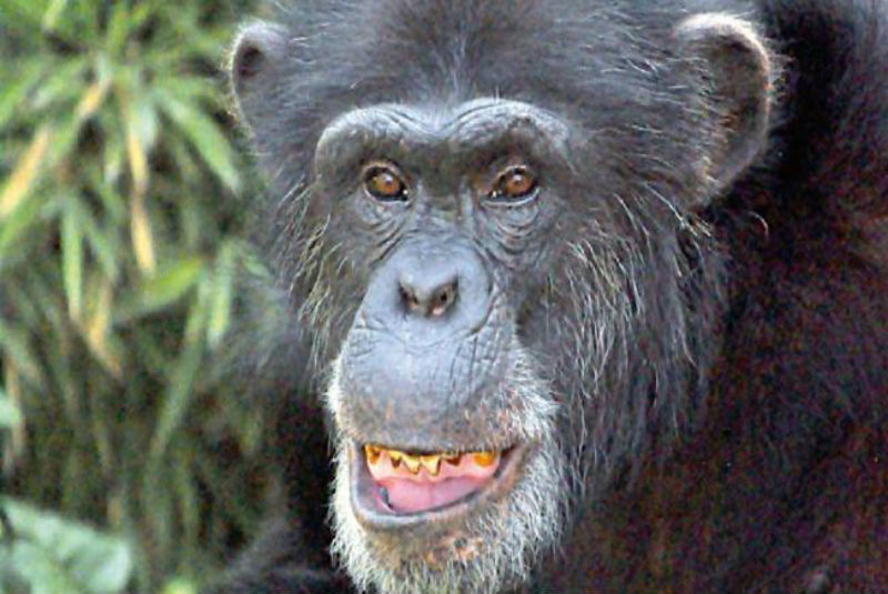 Negligencia en muerte de Lio el chimpancé de Chapultepec