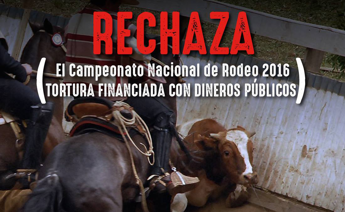 ¿Estás contra el rodeo? Agrupación Animal Libre llama a «compartir tu repudio»