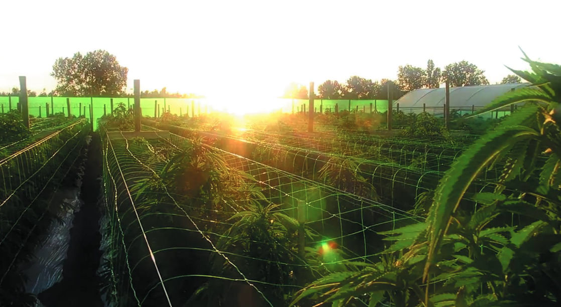 Marihuana medicinal en Chile