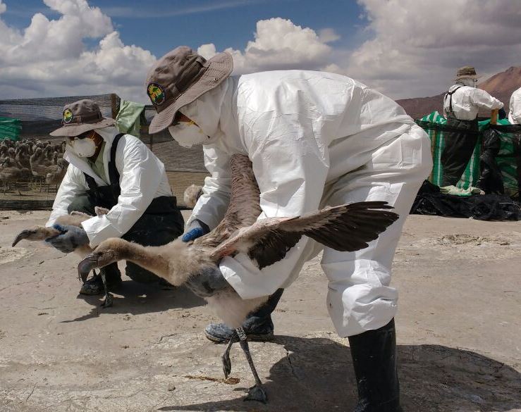 Personal de CONAF anilló más de medio millar de flamencos en el Salar de Surire