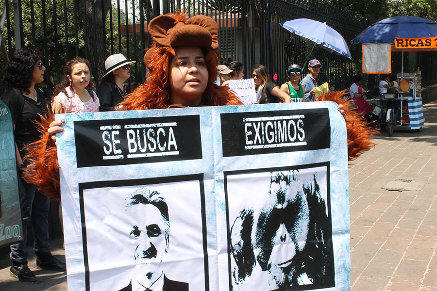 Activistas se manifiestan en el zoológico de Chapultepec por la muerte de Lio el chimpancé