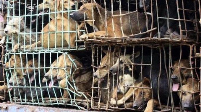 Jóvenes hacen caer a la industria y el consumo de carne de perro en Corea del Sur