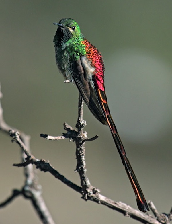 Admira la belleza de los colibríes en estas imágenes