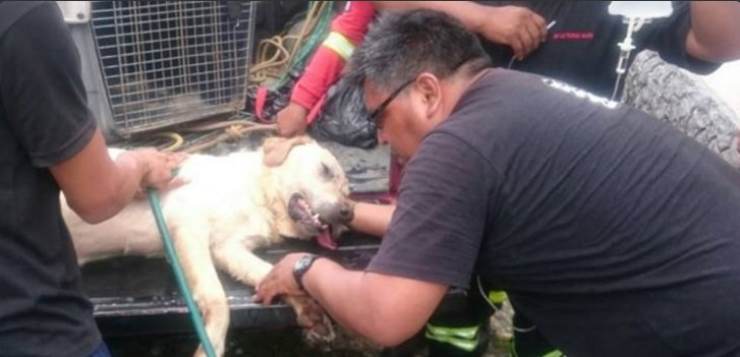 Dayko, el heroico perro rescatista muerto en Ecuador