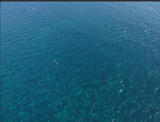 Miles de medusas forman una mancha de 16 kms en las costas de Los Lagos