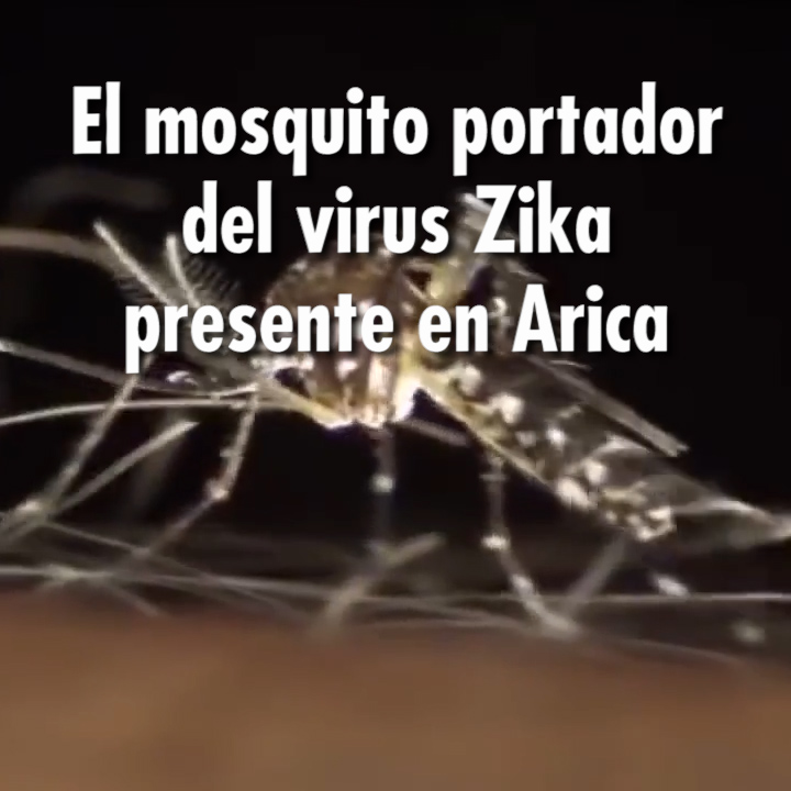 El mosquito portador del virus Zika presente en Arica