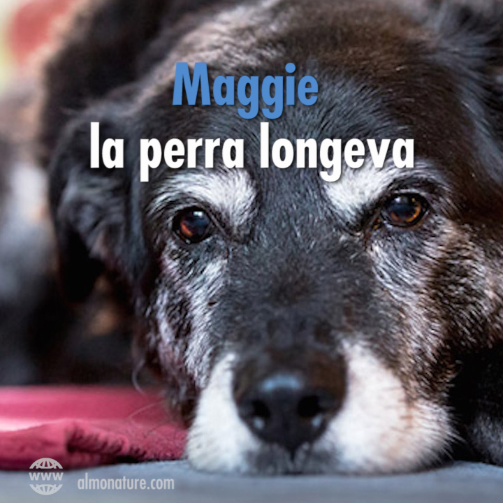 Maggie, la perra longeva