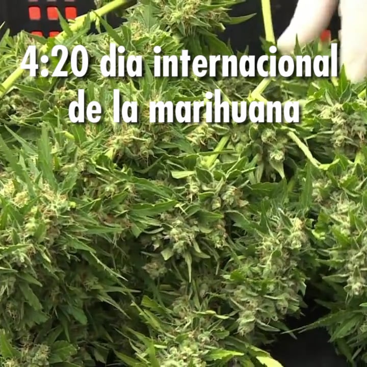 4:20 dia internacional de la marihuana