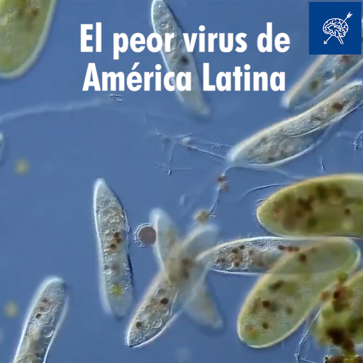 El peor virus de América Latina