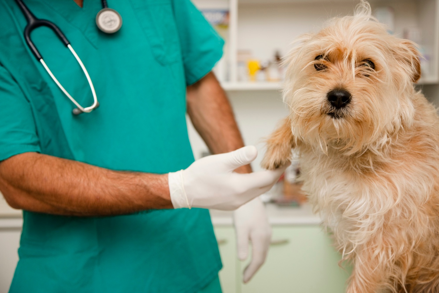 Diputados proponen considerar a veterinarios como profesionales de la salud