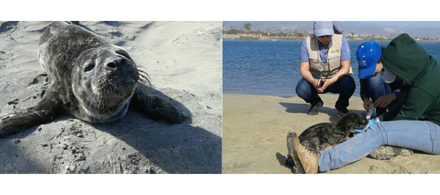 Rescata Profepa cría de foca en ensenada, Baja California