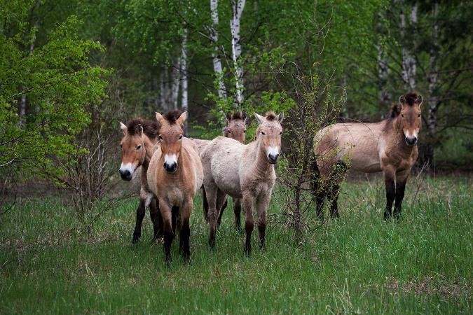 La fauna salvaje domina Chernobyl a 30 años del desastre nuclear