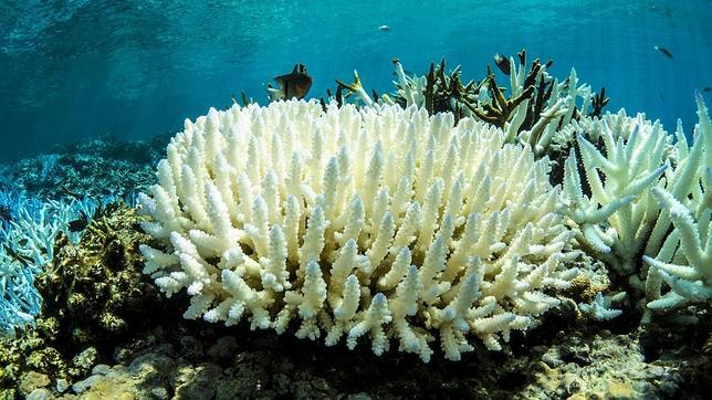 Un 50% de la Gran Barrera de Coral australiana ya ha muerto